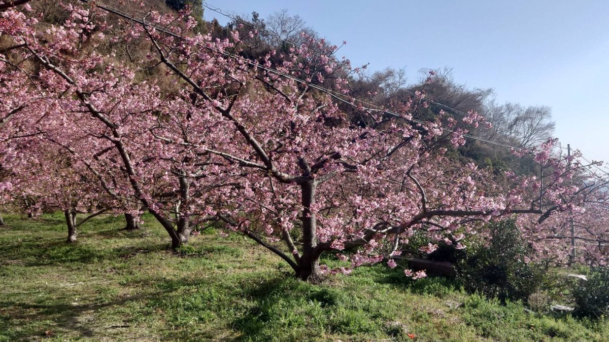 小積（おつみ）の河津桜　※2月23日開花状況