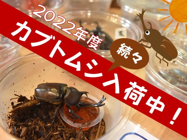 周防大島産カブトムシ入荷中！