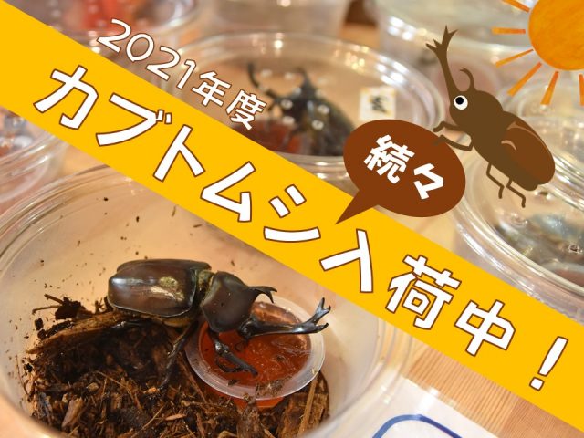 2021年度カブトムシ入荷中