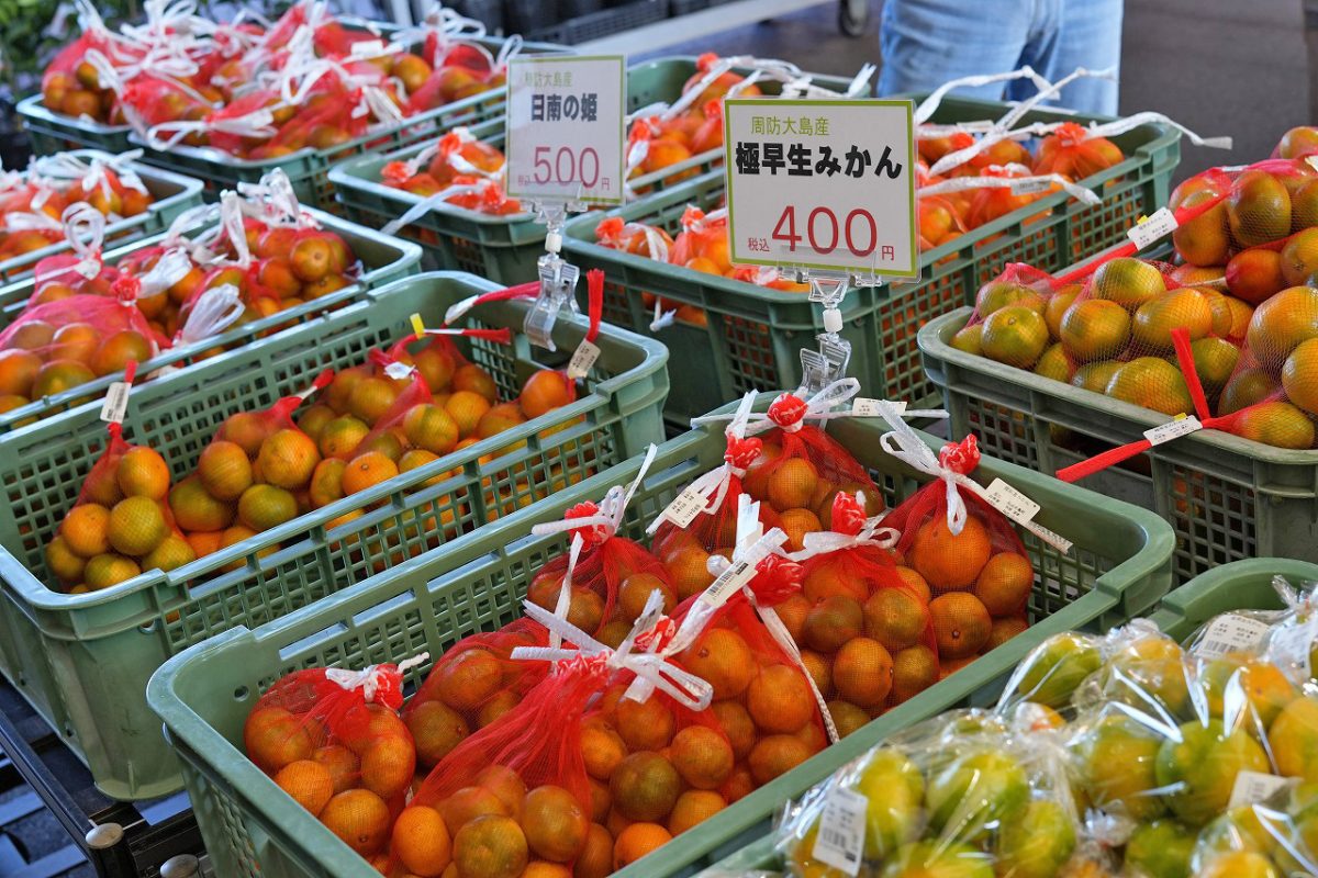 本年度「極早生みかん🍊」大量入荷中！