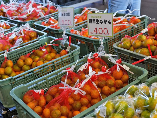 本年度「極早生みかん🍊」大量入荷中！