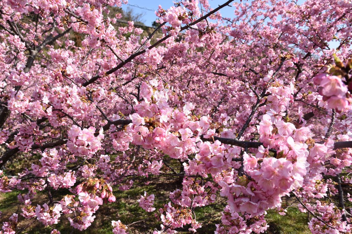 小積 おつみ 河津桜 開花情報 道の駅サザンセトとうわ