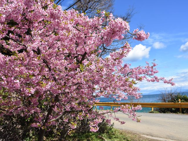 小積（おつみ）の河津桜は満開です
