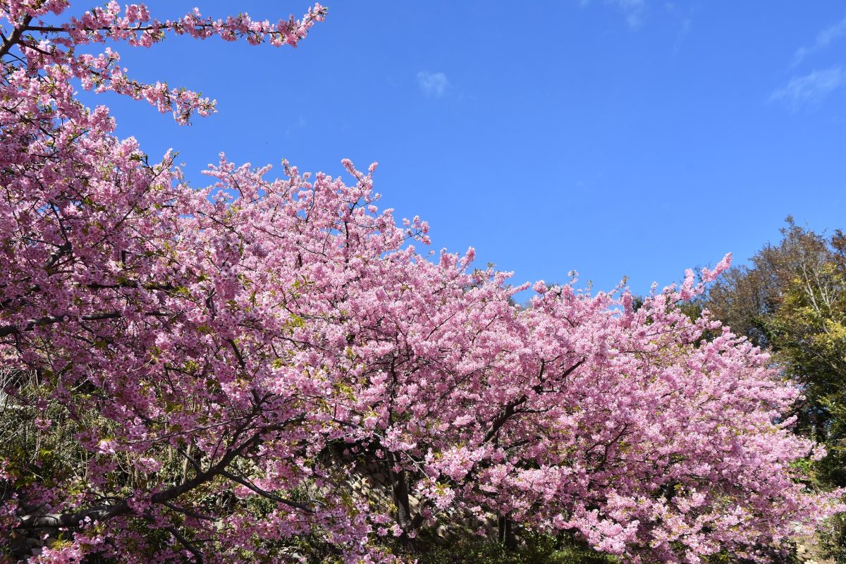 小積（おつみ）の河津桜は満開です