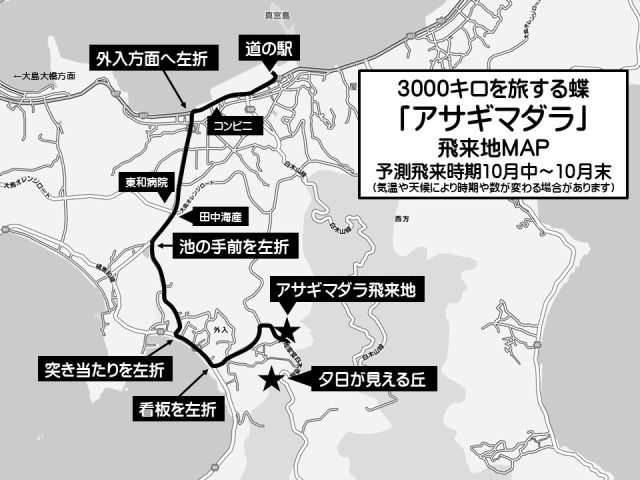 3000㌔を旅する蝶「アサギマダラ」飛来中です
