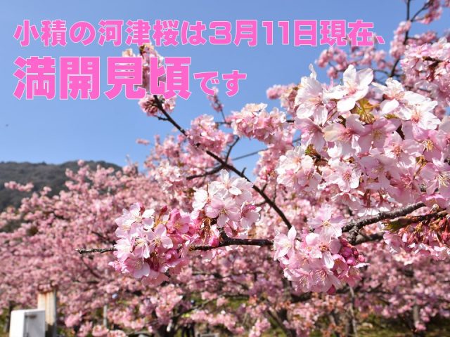 小積の河津桜情報