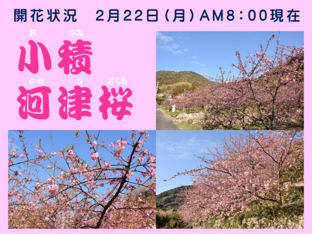 小積の河津桜開花情報