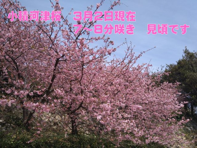 2022小積の河津桜情報